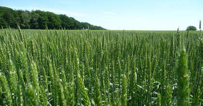 Trzy nowe odmiany rejestrowe COBORU dla odmian zbóż jarych.